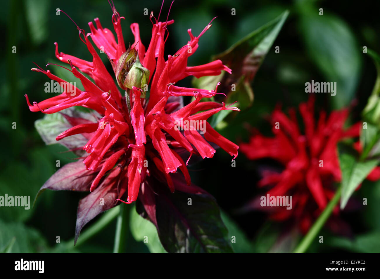 Monarda ist eine Gattung, bestehend aus etwa 16 Arten von