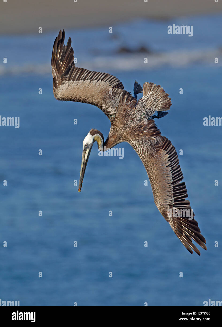 Braune Pelikan Tauchen Stockfoto