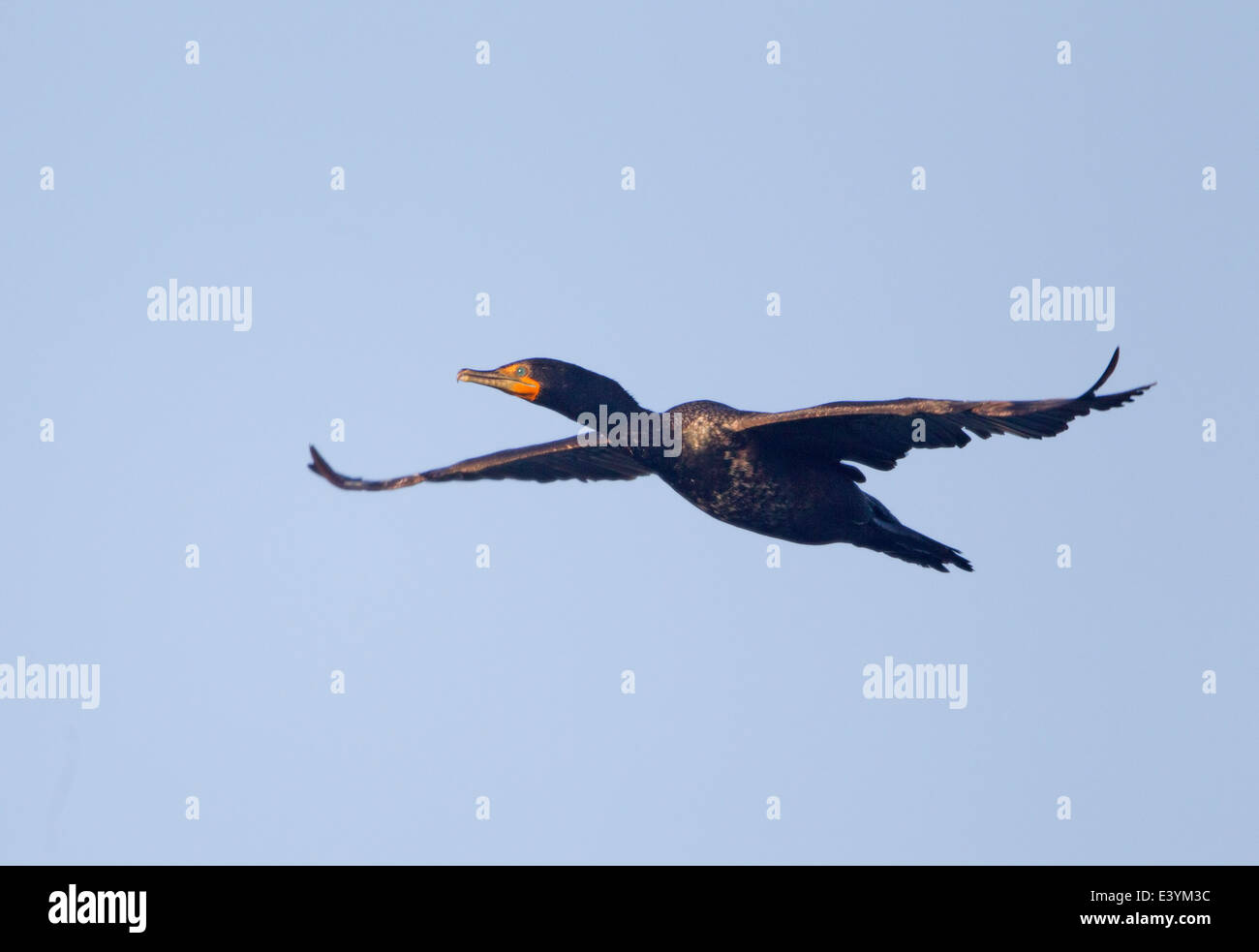 Doppelte crested Kormoran im Flug Stockfoto