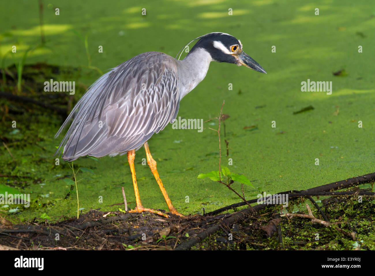 Gelb-gekrönter Nachtreiher (Nyctanassa Violacea) Jagd in einem Sumpf. Brazos Bend State Park, Needville, Texas, USA. Stockfoto