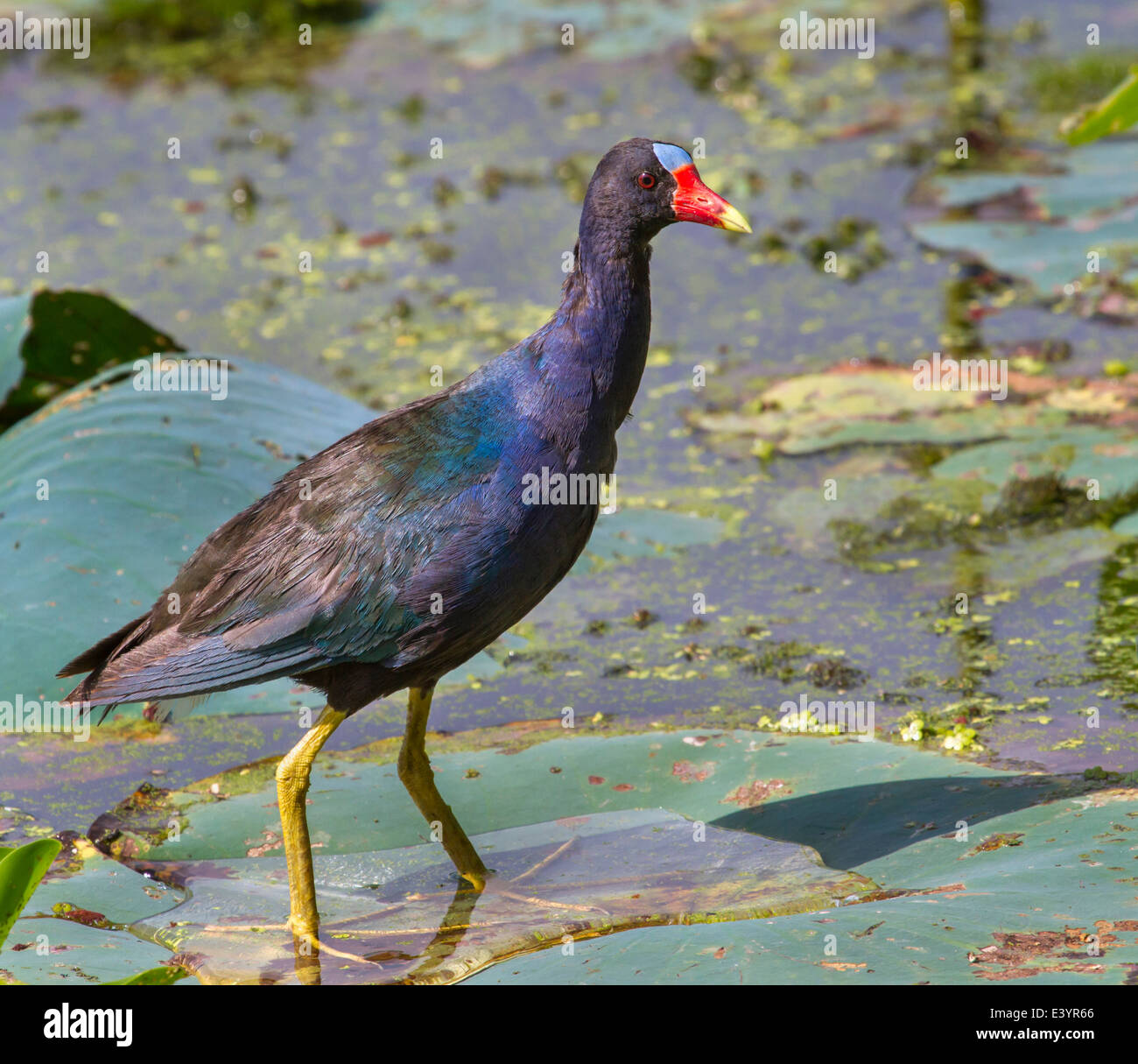 Purpurne Gallinule (Porphyrio martinica) auf den schwimmenden Lotusblättern in einem See. Stockfoto