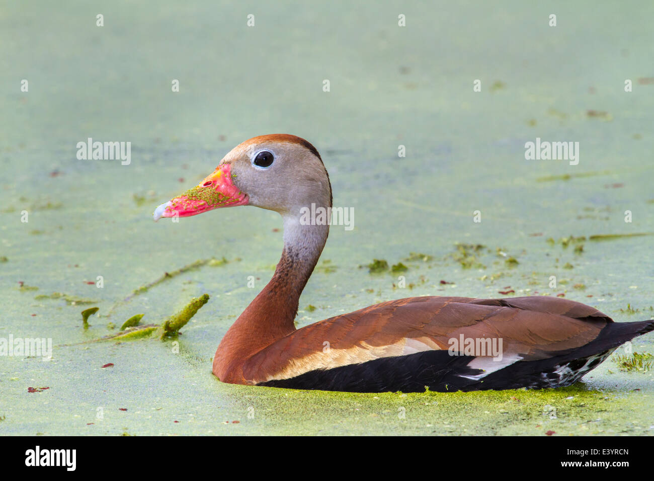 Schwarzbäuchigen Pfeifen-Ente (Dendrocygna Autumnalis) in einem Sumpf bedeckt mit Wasserlinsen. Stockfoto