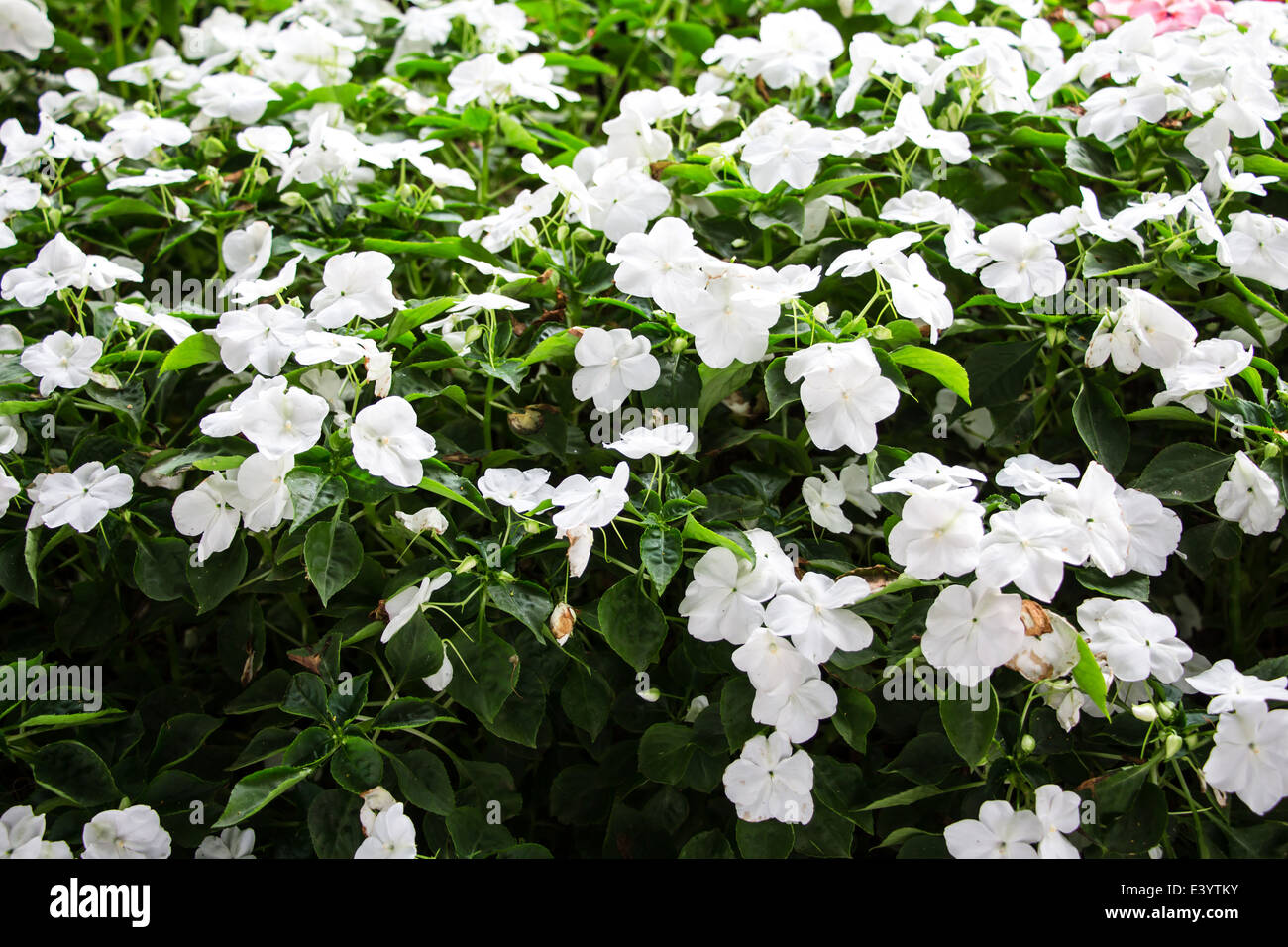 Impatiens-Blumen-Teppich-Hintergrund Stockfoto