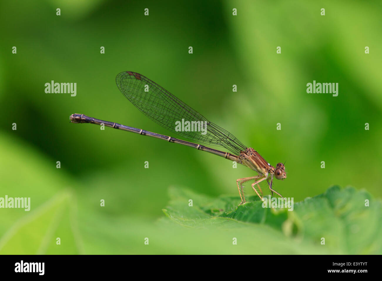 Blaue Fassade Tänzer (banot Apicalis) Stockfoto