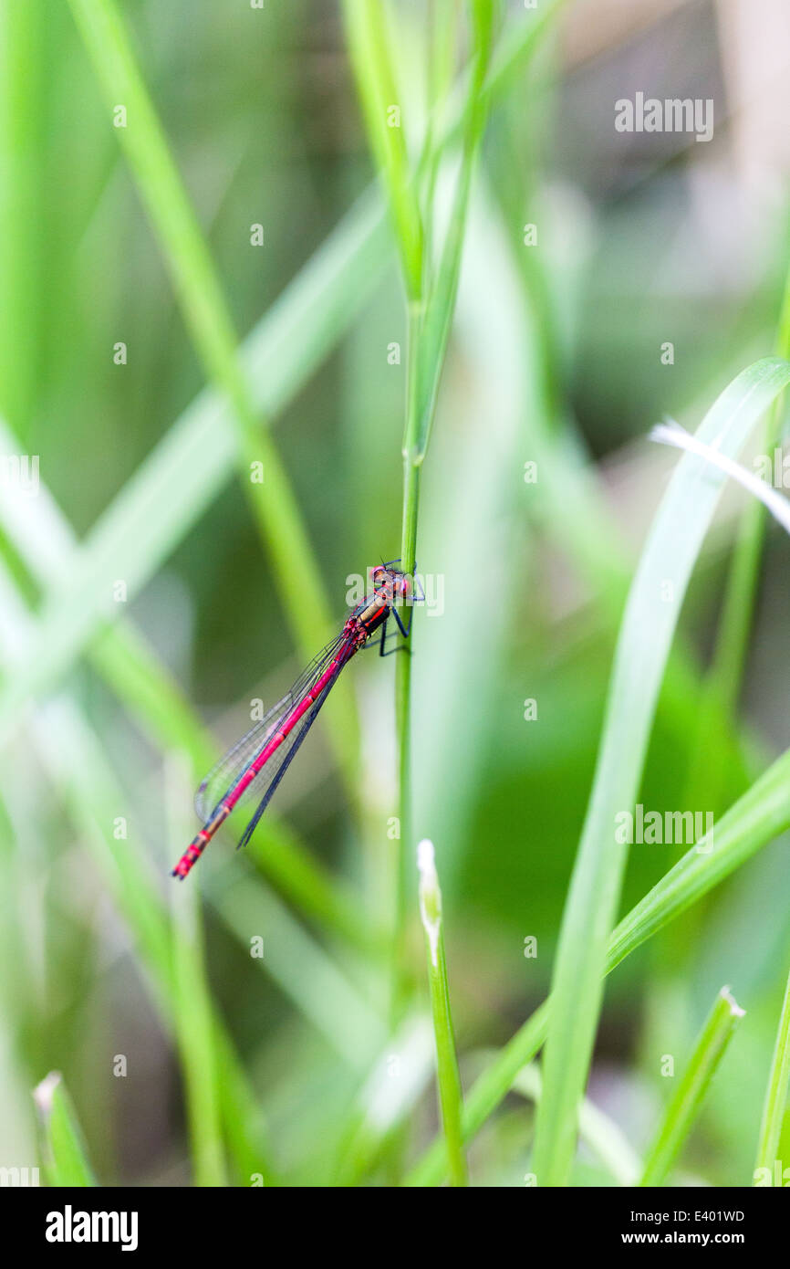 Large red damselfly. Nature Reserve. Norfolk Broads England UK (Large Red Damselfly Pyrrhosoma nymphula) Stockfoto