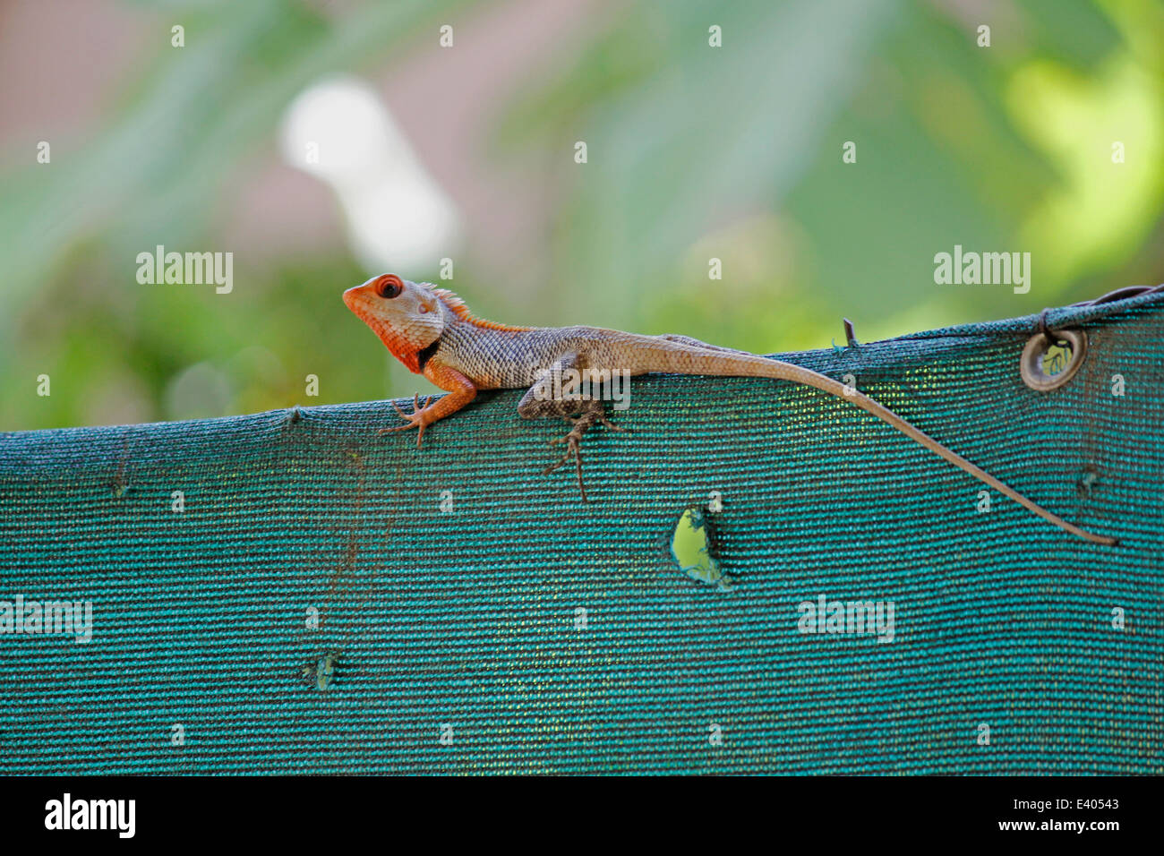 Indian Garden Lizard (Calotes versicolor) Stockfoto