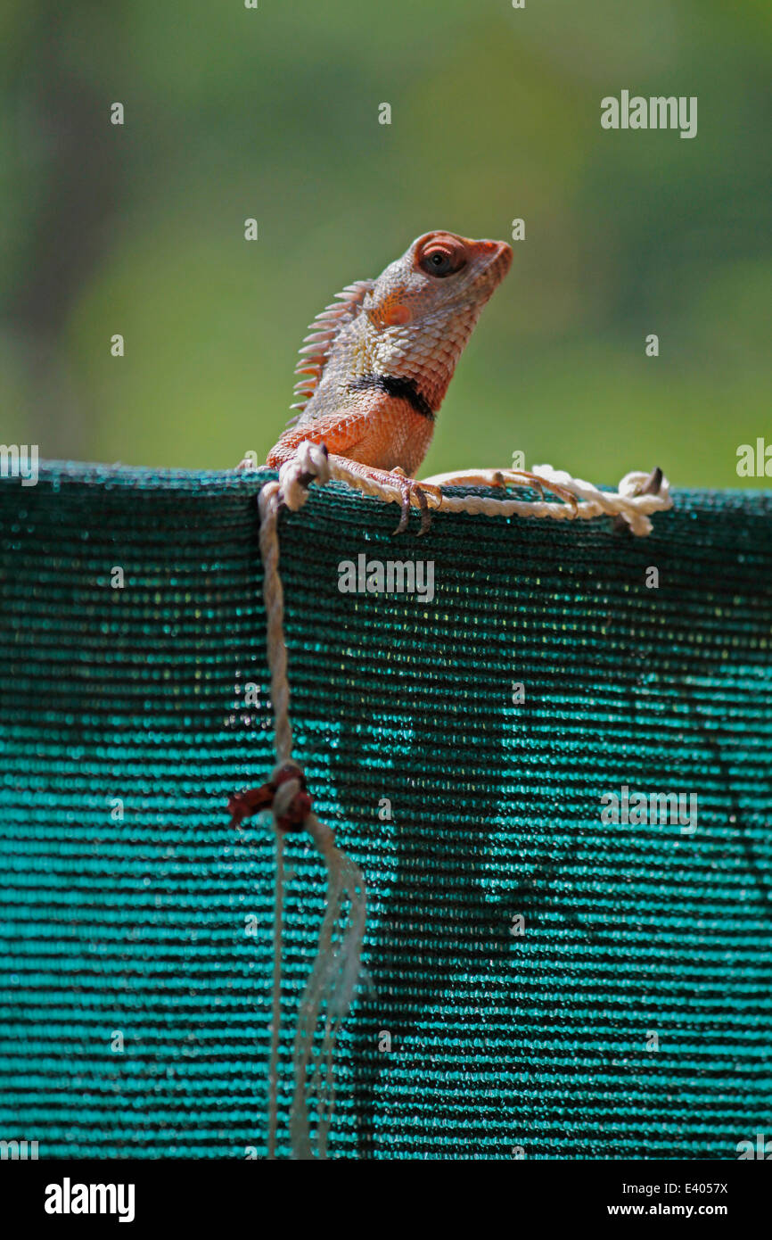 Indian Garden Lizard (Calotes versicolor) Stockfoto