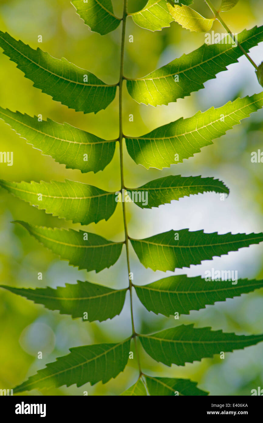 Medizinische Neem Blätter-Azadirachta indica Stockfoto