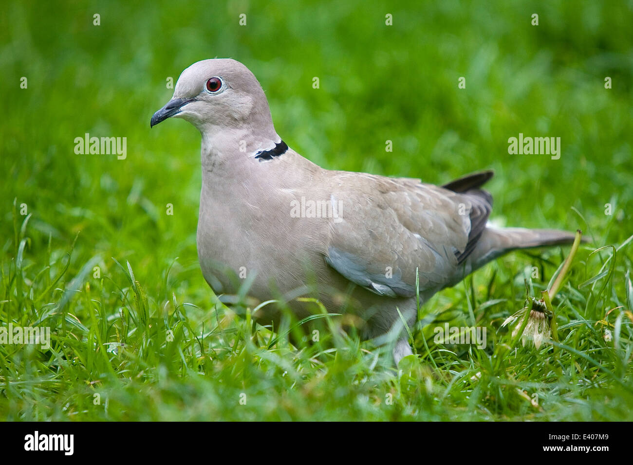 Ring neck dove -Fotos und -Bildmaterial in hoher Auflösung – Alamy