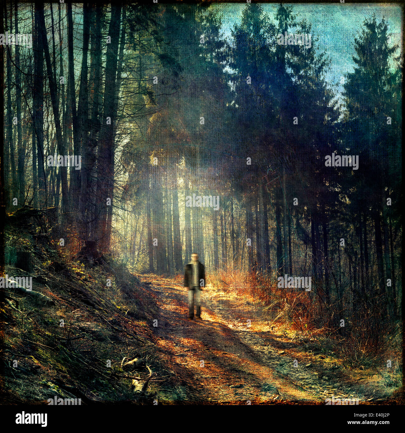 Mann im Wald wandern, komponieren Stockfoto