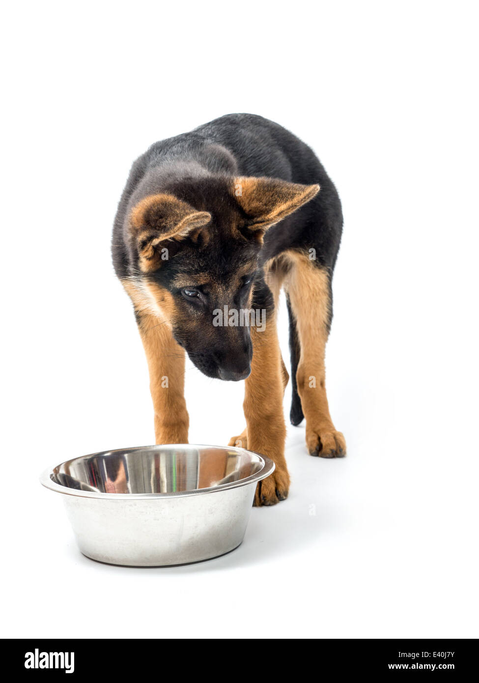Drei Monaten erschossen Schäferhund Welpen Essen aus Metallschale auf weiß Stockfoto