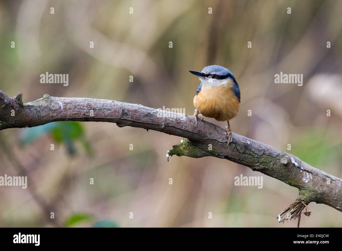 Kleiber (Sitta Europaea) thront auf einem Ast Stockfoto