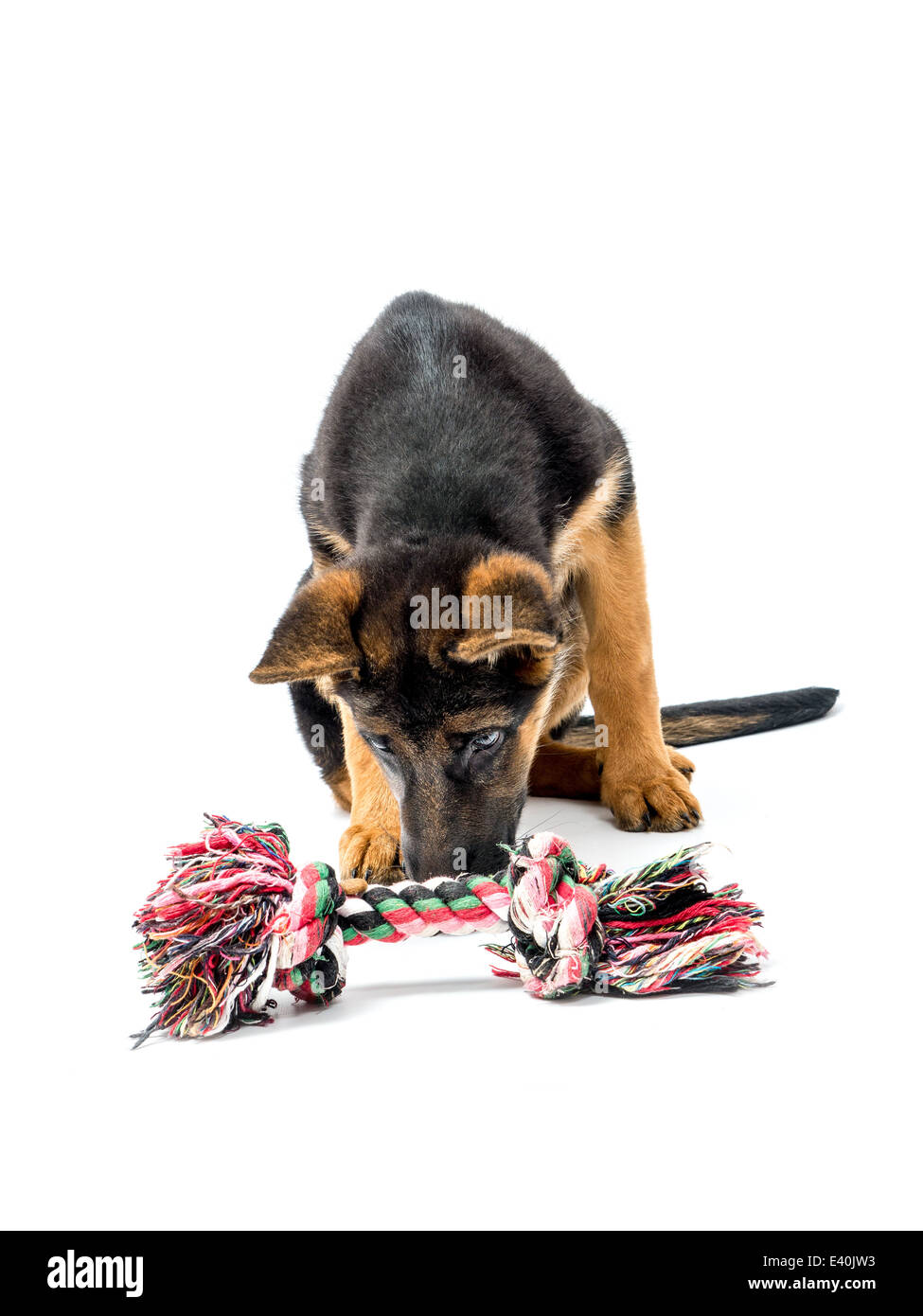 Drei Monate erschossen deutsche Schäferhund Welpen mit Welpen Spielzeug spielen auf weiß Stockfoto