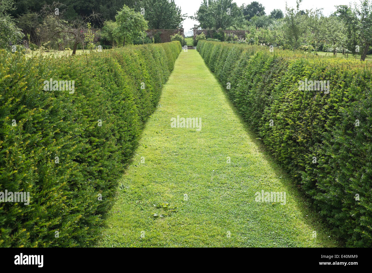 Lange Weg Rasen umgeben durch hedging im Bauerngarten, UK. Stockfoto