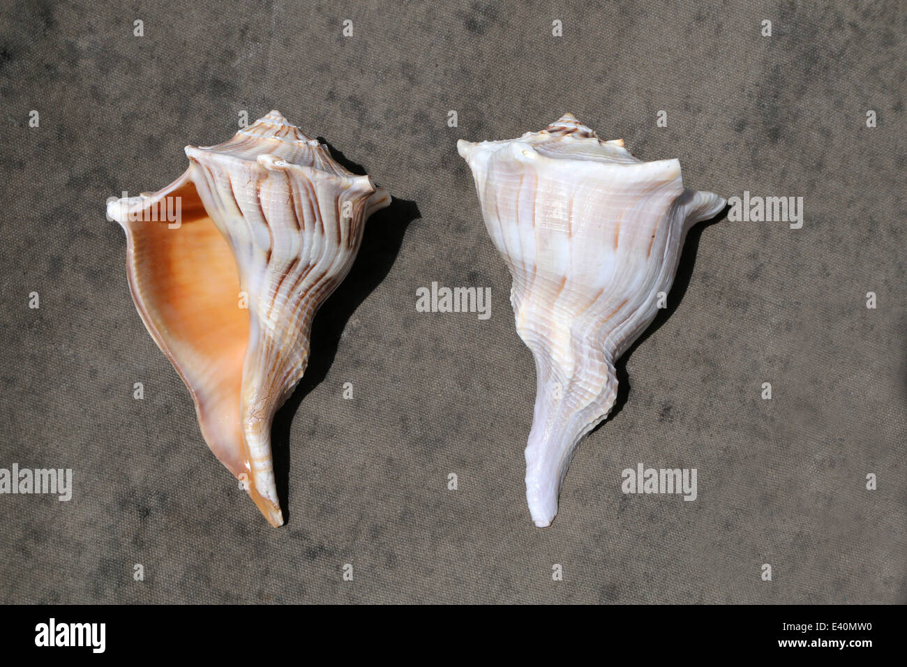 Indische Wellhornschnecke Shell Stockfoto