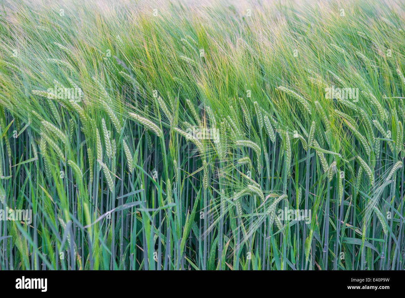 Ohren und Stiele der grüne Roggen Secale cereale Stockfoto