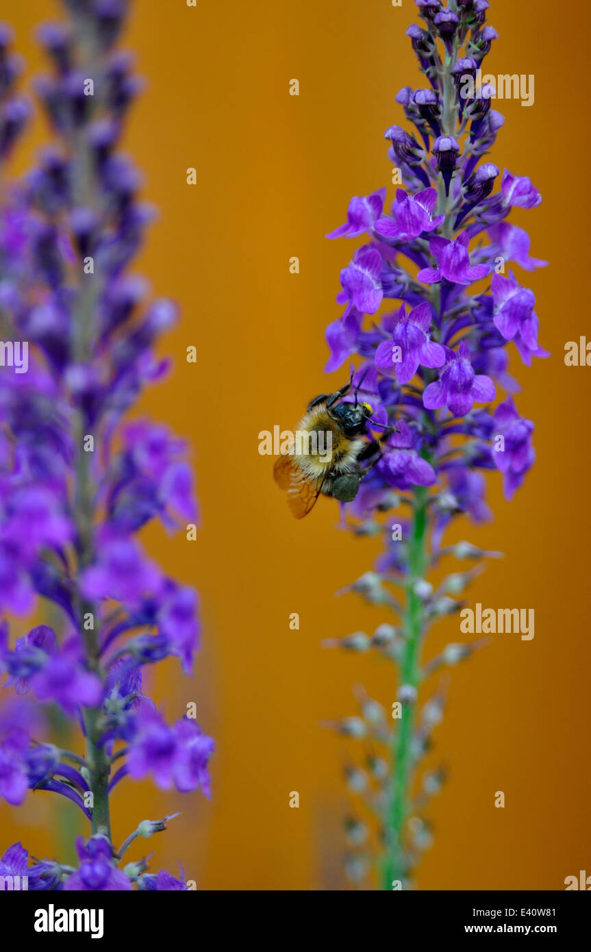 Nahaufnahme der Biene auf lila Leinkraut (Linaria Purpurea) im Garten Stockfoto