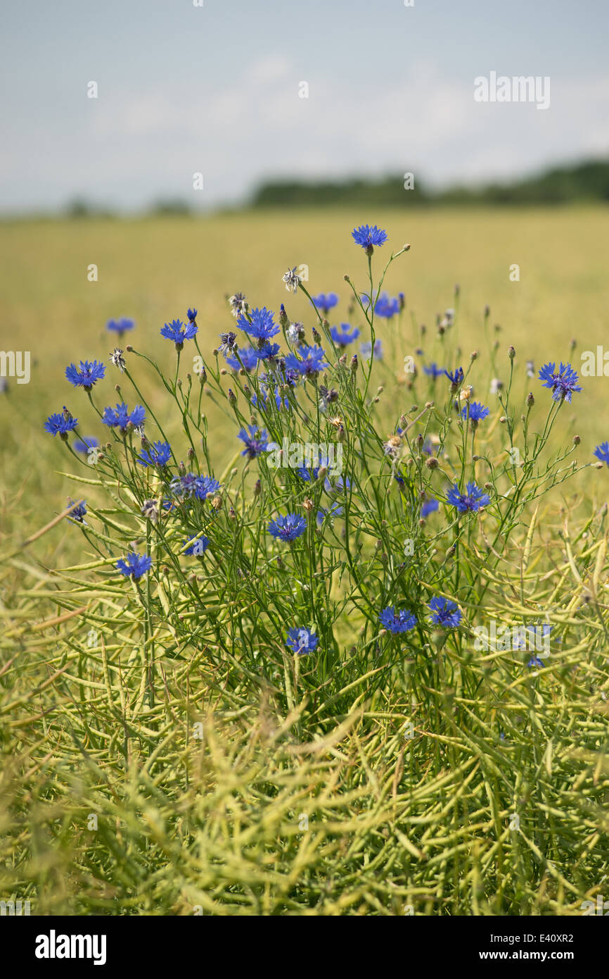 Blühende blaue Kornblumen im Bereich der Korn Centaurea cyanus Stockfoto