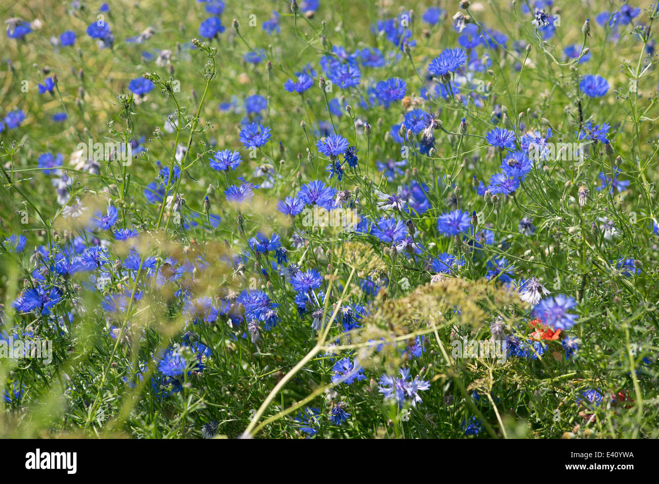 Blühende blaue Kornblumen im Bereich der Korn Centaurea cyanus Stockfoto