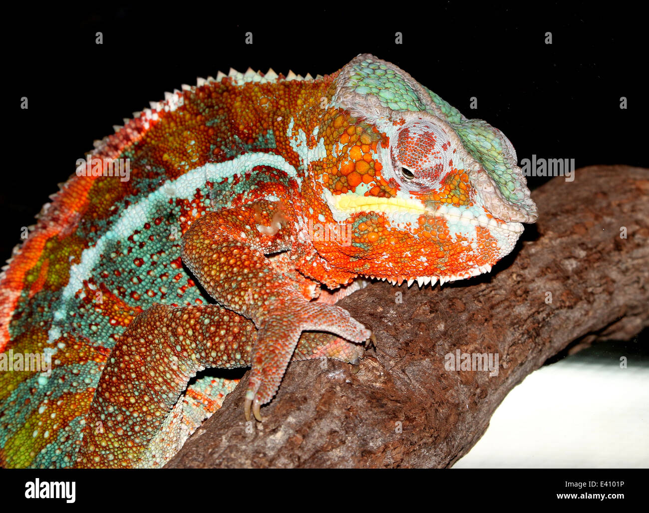 Pantherchamäleon (Furcifer Pardalis), Serie von 6 Bildern Stockfoto