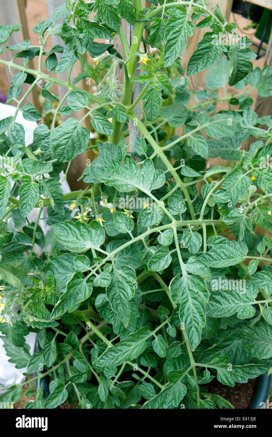 Bio Gärtner Freude Tomatenpflanze (Solanum Lycopersicum) wächst im Topf