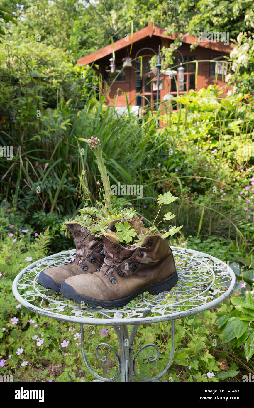 Alte Wanderschuhe in einem Garten mit Haus Lecks und Geranien gepflanzt in ihnen. Stockfoto