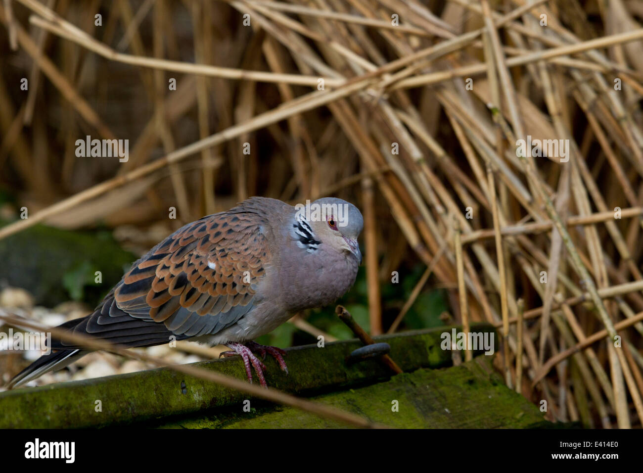 Turteltaube (Streptopelia Turtur) thront Schilf Stockfoto