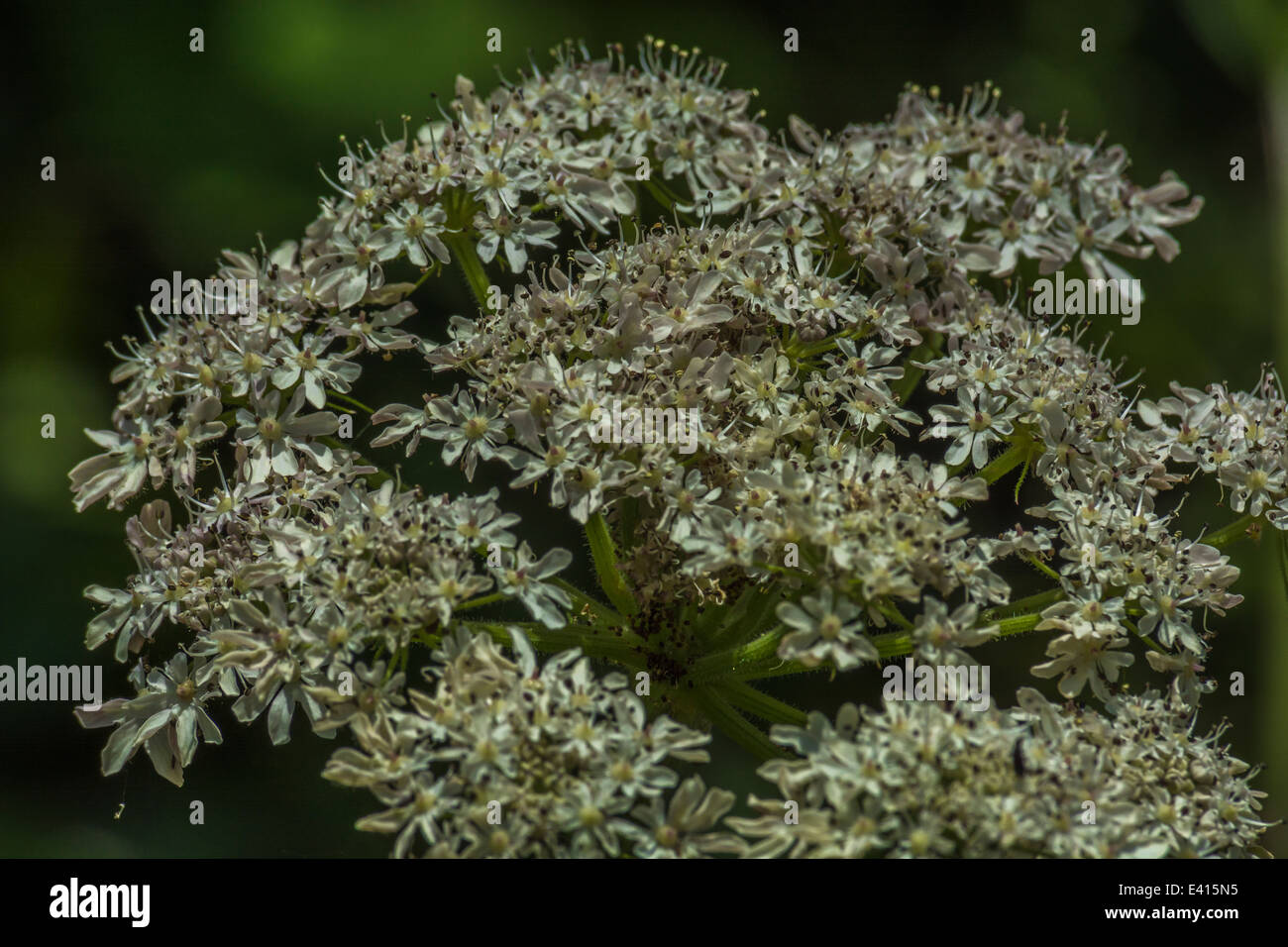 Blütenkopf der umbelliferous Pflanze Hogweed / Cow Parsnip - Heracleum sphondylium. Familie der KuhPetersilie. Stockfoto