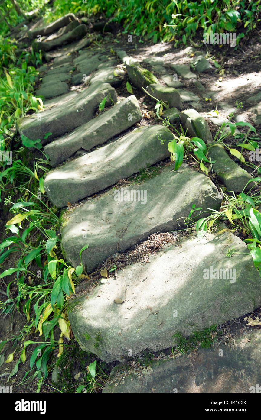 Alte abgenutzte Steinstufen in Wald aufsteigend Stockfoto