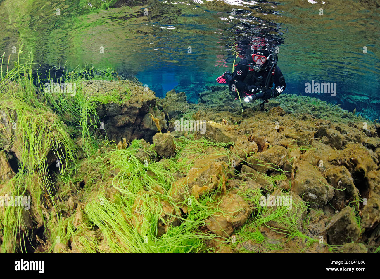 Tauchen in Silfra Crack, Insel, Silfra, Nationalpark Thingvellir, Island Stockfoto