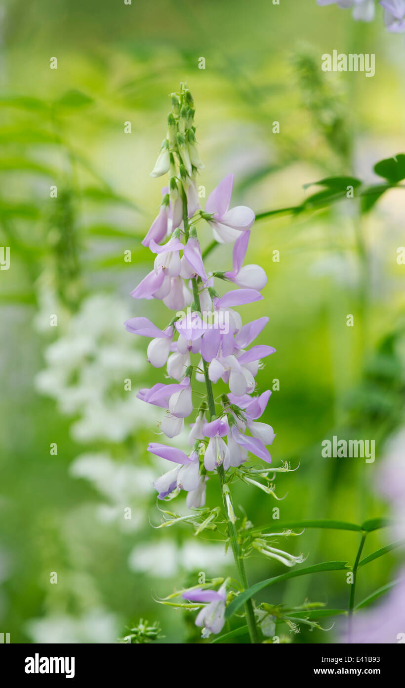 Galega Officinalis. Ziegen-Rue. Professor-Weed-Blume Stockfoto