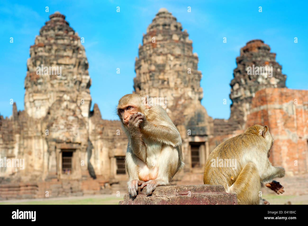 Zwei Affen vor Prang Sam Yot, die Khmer-Tempel in Lopburi Stockfoto