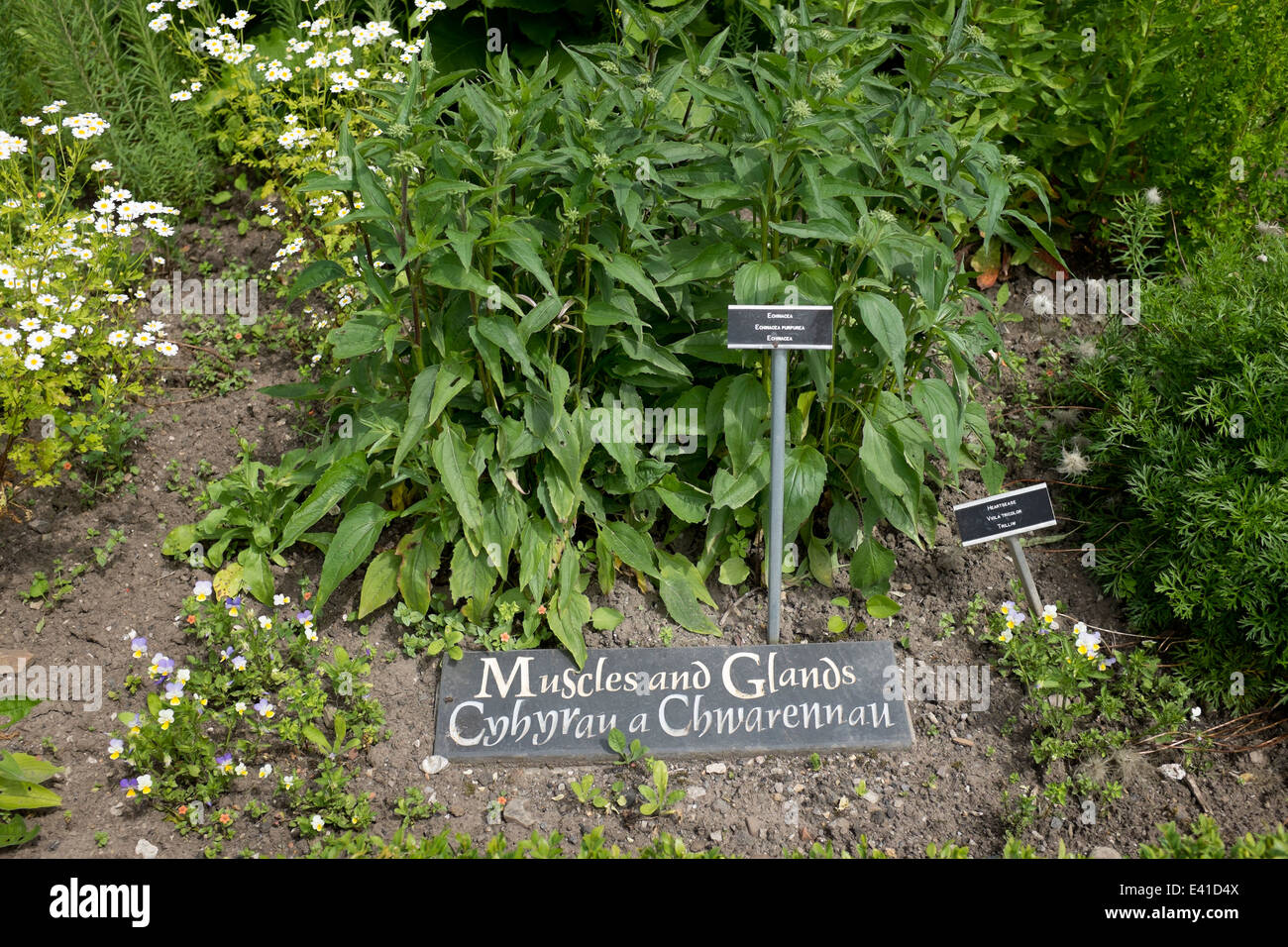 Echinacea-Pflanzen in den Muskeln und Drüsen Abschnitt von Cowbridge Physic Garden Stockfoto