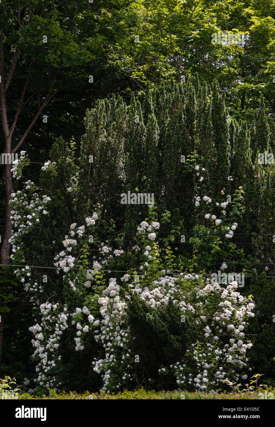 Eine Kletterrose (Rosa „Rambling Rector“) stürzt einen alten irischen Eibenbaum, im Sommer, Großbritannien Stockfoto