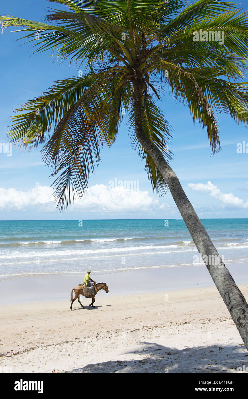 Esel mit traditionelle Körbe rustikale Strand entlang in eine typische Szene für Nordost Brasilien reisen Stockfoto