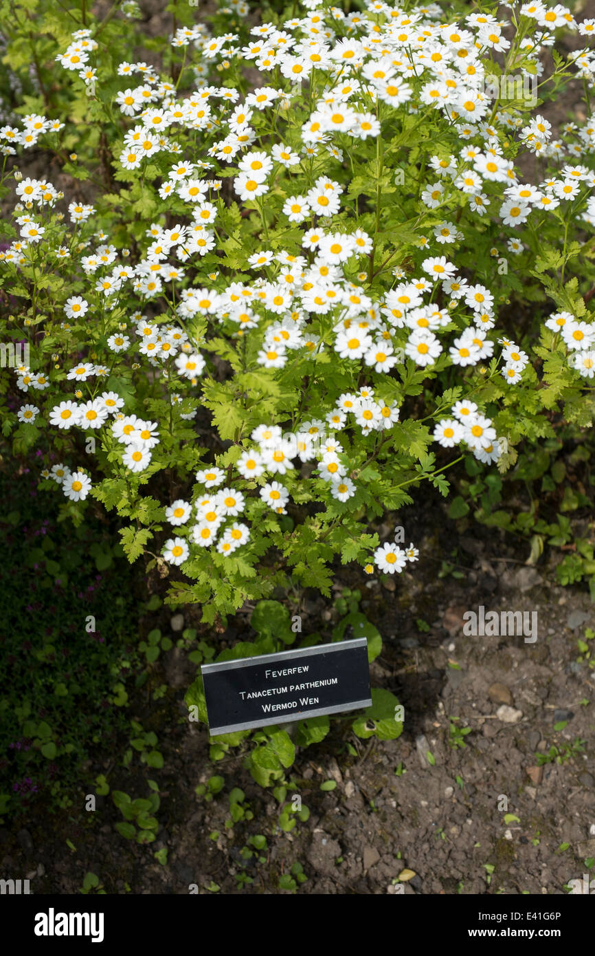 Das Mutterkraut Werk in Cowbridge Physic Garden Stockfoto