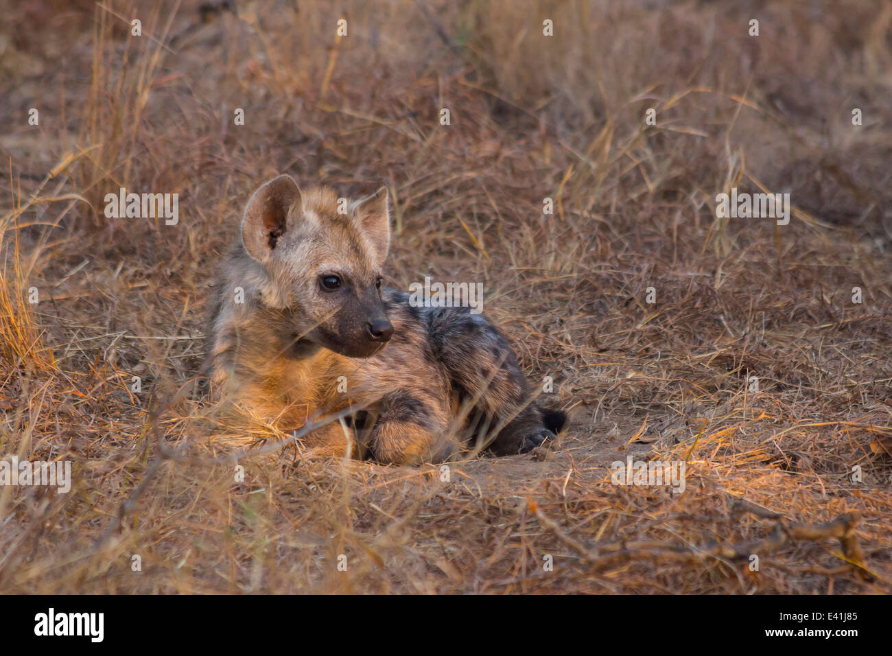 Ruhende Hyäne Pup in freier Wildbahn Stockfoto