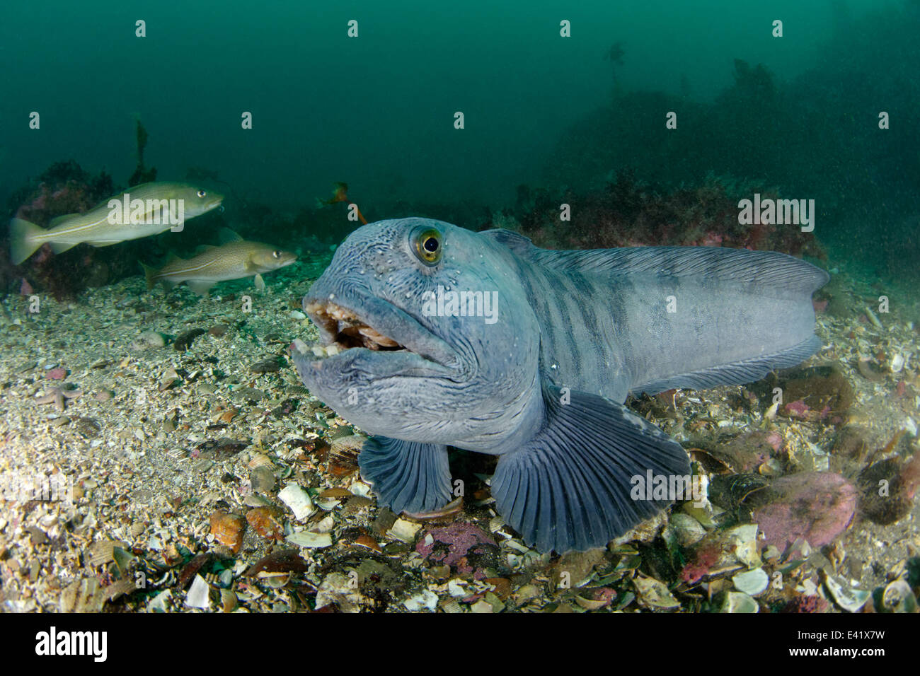 Anarhichas Lupus, Atlantic Katfisch, wenig Strytan, kleinen Schornstein, Akureyri, Eyjafjord, North Island, Grönland-See Stockfoto