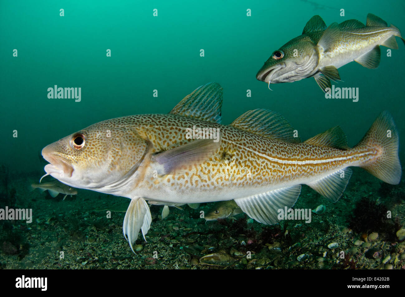 Atlantischer Kabeljau, wenig Strytan, kleinen Schornstein, Akureyri, Eyjafjord, North Island, Grönland-See Stockfoto