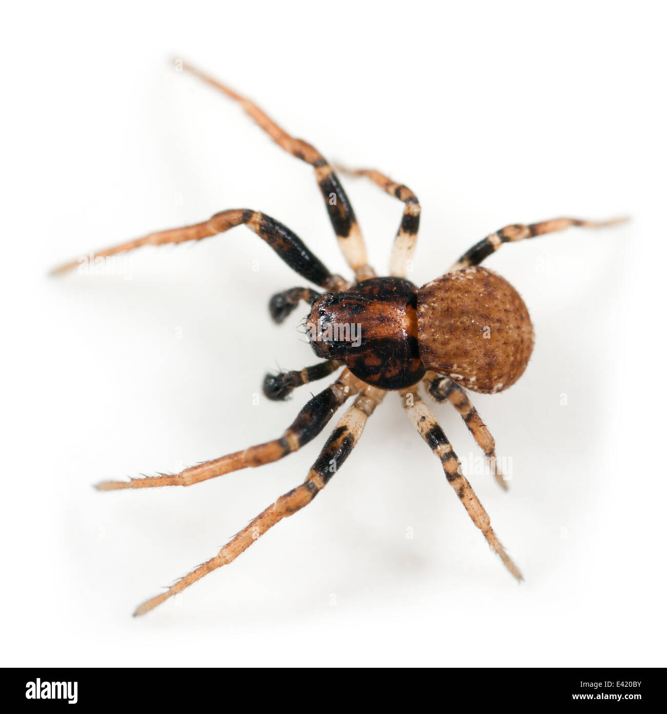 Männliche Ozyptila Praticola Spinne, Teil der Familie Thomisidae - Krabben Spinnen. Isoliert auf weißem Hintergrund. Stockfoto