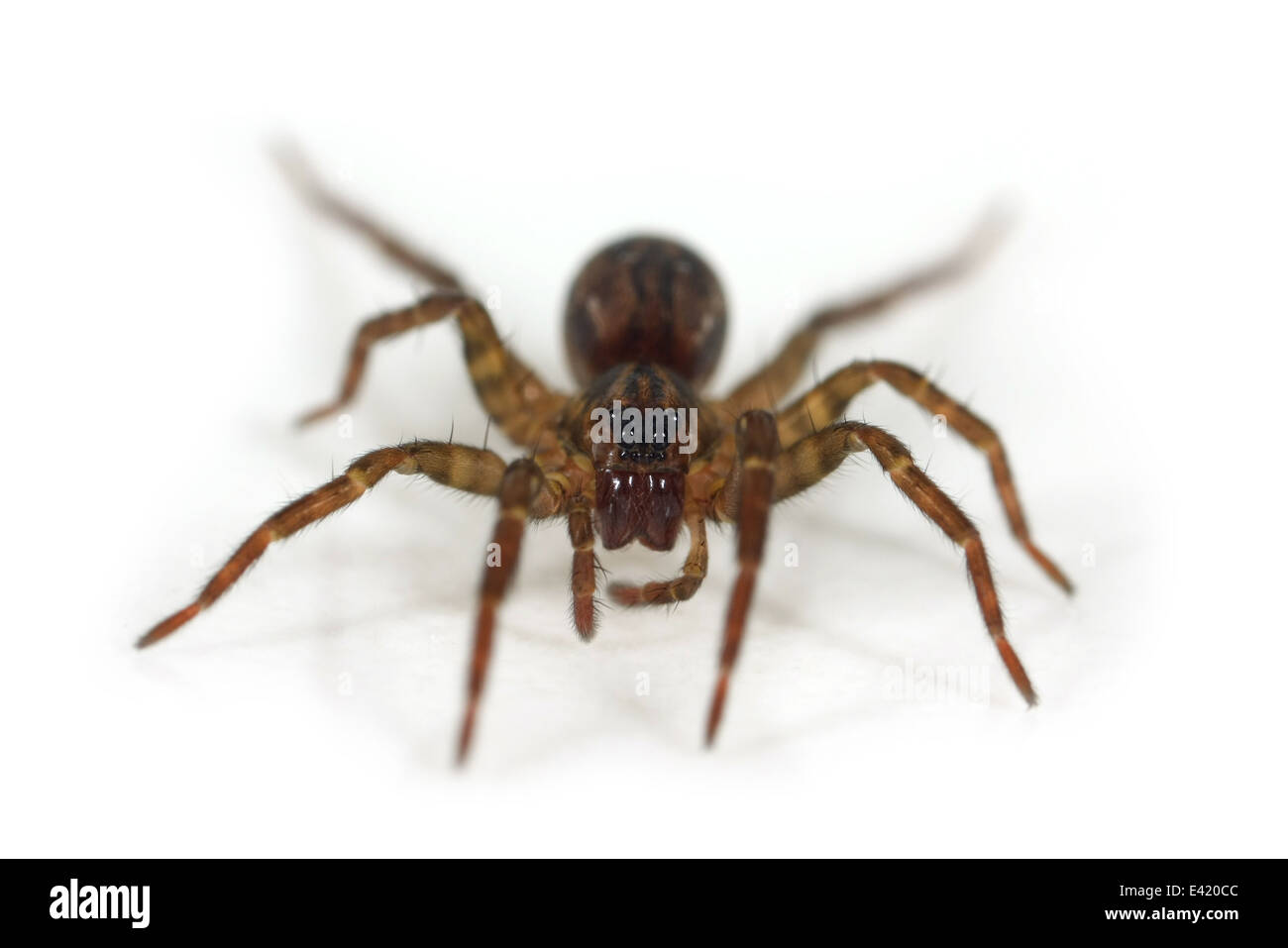 Weibliche Pirata Hygrophilus Spinne, Teil der Familie Lycosidae - Wolf Spinnen. Isoliert auf weißem Hintergrund. Stockfoto