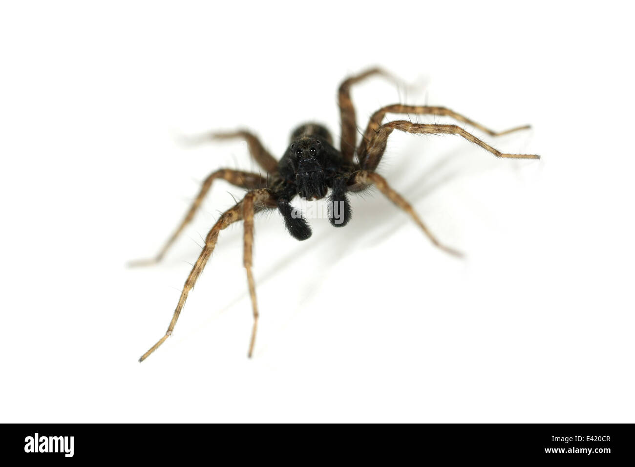 Männliche Pardosa Amentata (gefleckte Wolfspinne), Teil der Familie Lycosidae - Wolf Spinnen. Isoliert auf weißem Hintergrund. Stockfoto