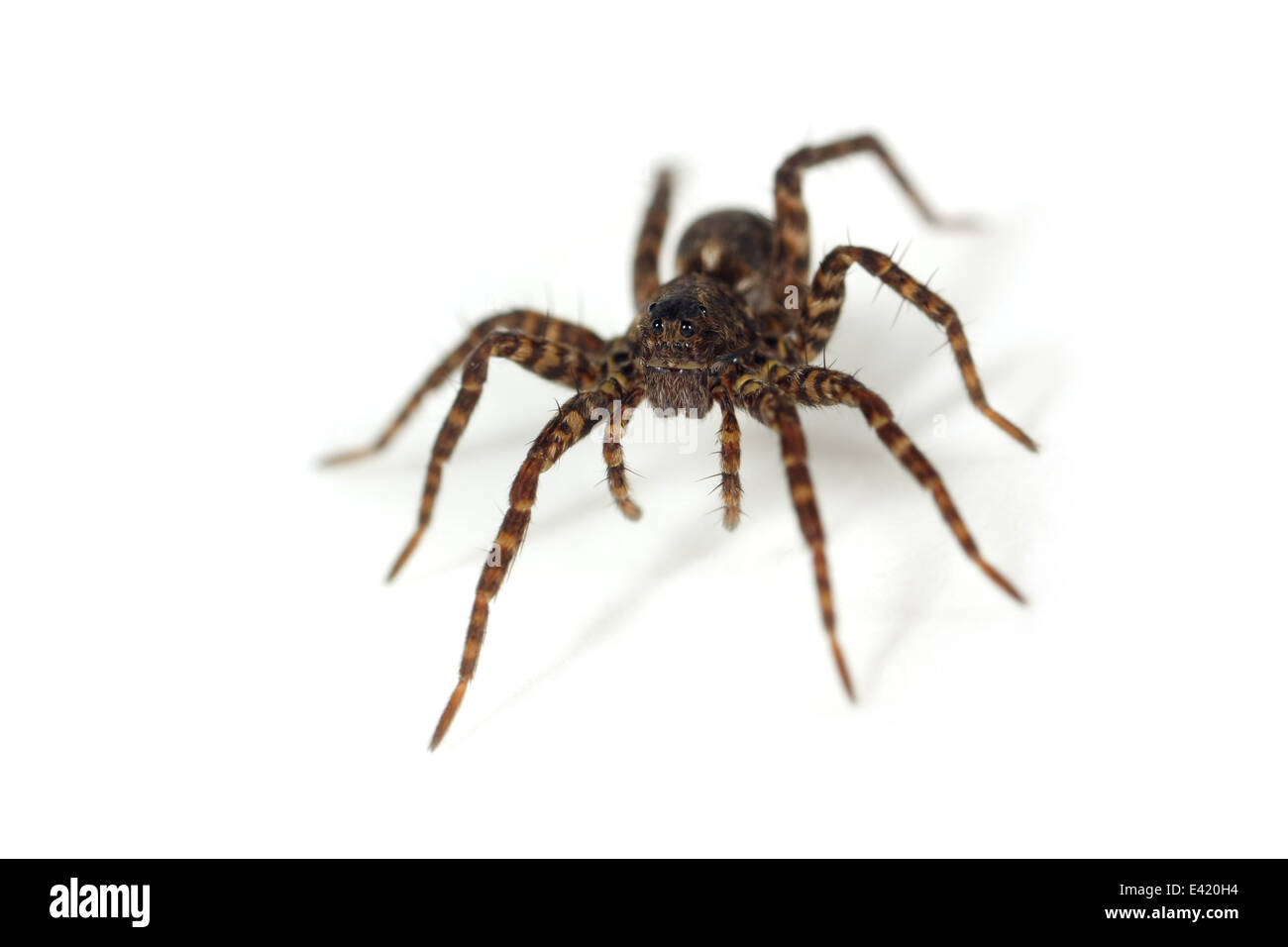 Weibliche Pardosa Amentata (gefleckte Wolfspinne), Teil der Familie Lycosidae - Wolf Spinnen. Isoliert auf weißem Hintergrund. Stockfoto