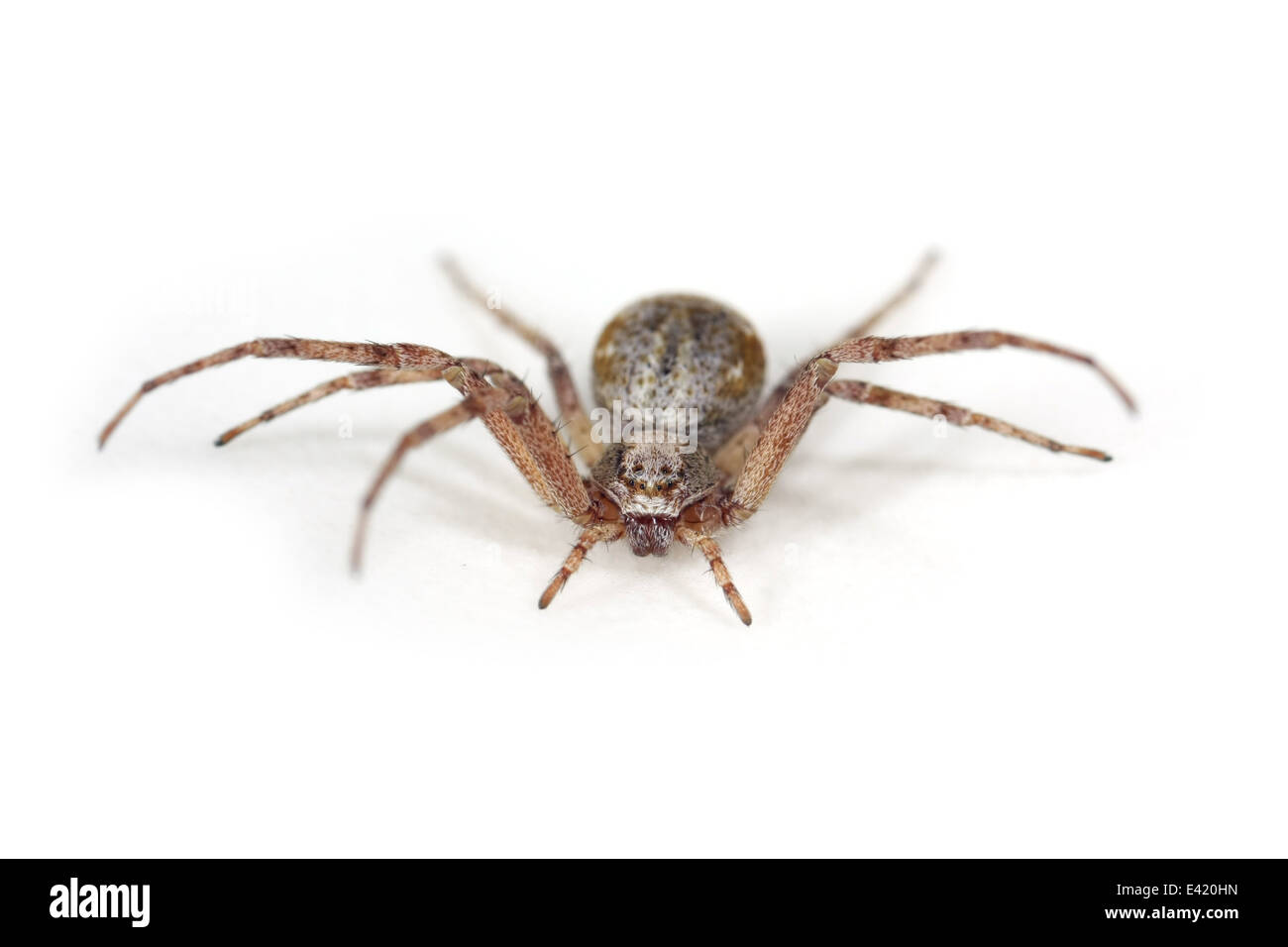 Weibliche Philodromus (Aureolus?) Spinne, Teil der Familie Philodromidae - Running Krabben Spinnen. Isoliert auf weißem Hintergrund. Stockfoto