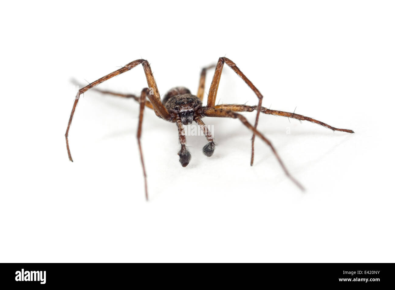 Männliche Philodromus Emarginatus Spinne, Teil der Familie Philodromidae - Running Krabben Spinnen. Isoliert auf weißem Hintergrund. Stockfoto