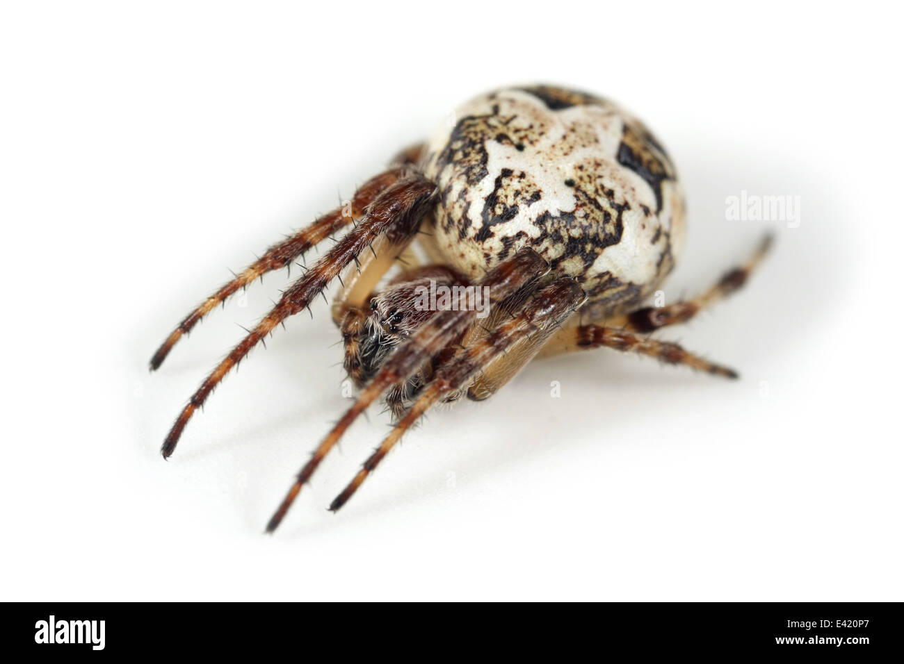 Weibliche Furche Orb-Weaver (Larinioides Cornutus) Spinne, Teil der Familie Araneidae - Orbweavers. Isoliert auf weißem Hintergrund Stockfoto