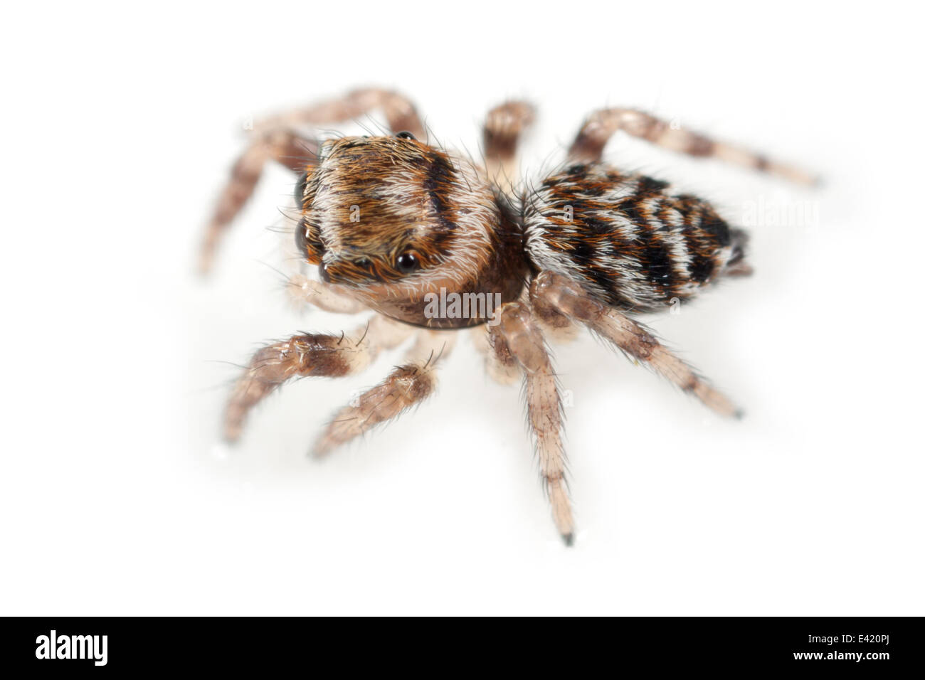 Juvenile Evarcha Falcata Spinne, Teil der Familie Salticidae - Springspinnen. Stockfoto