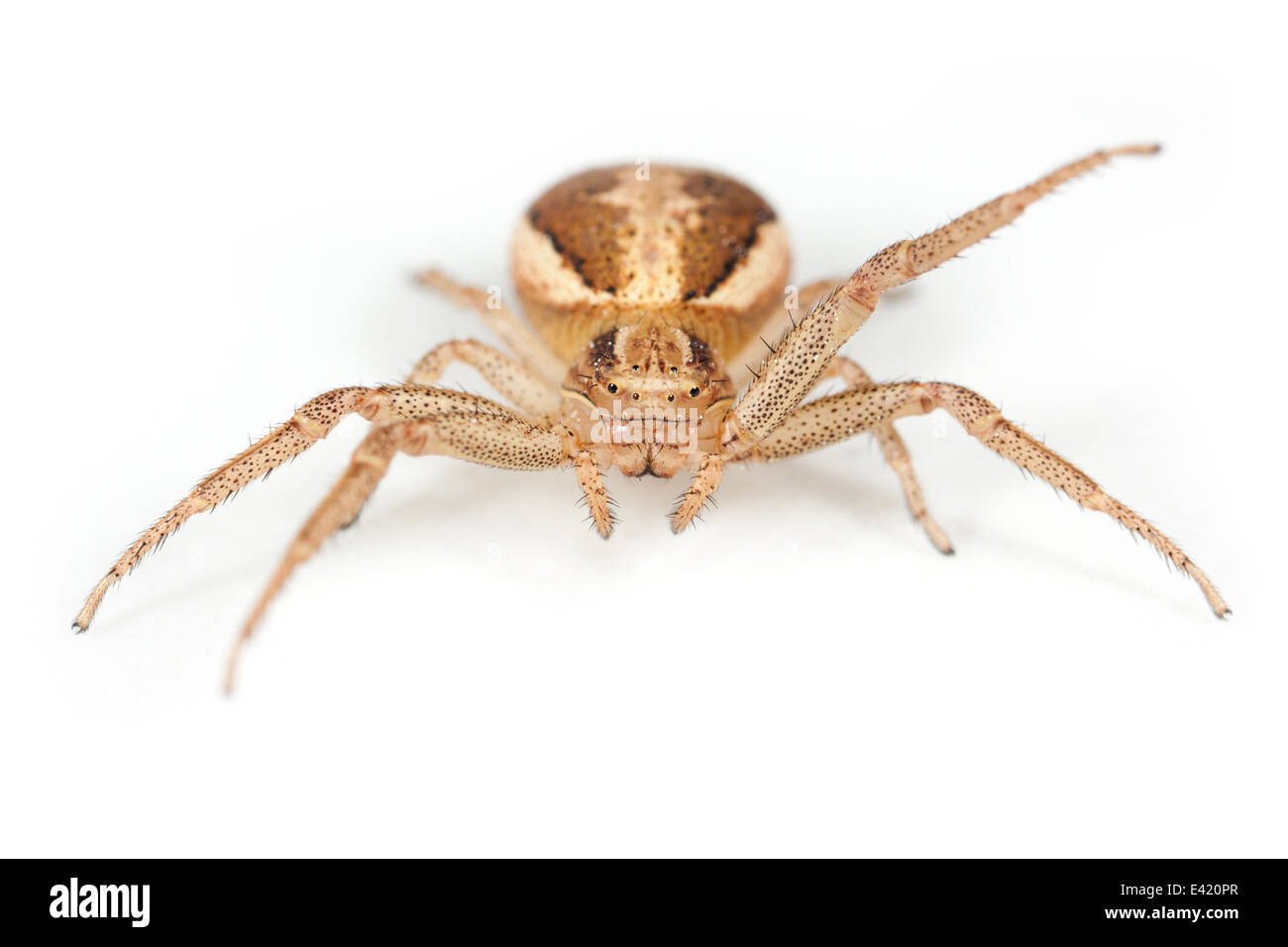 Weibliche Xysticus Ulmi Spinne, Teil der Familie Thomisidae - Krabben Spinnen. Isoliert auf weißem Hintergrund. Stockfoto
