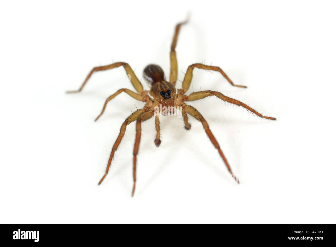 Männlichen Piraten Otter-Spider (Pirata Piraticus), Teil der Familie Lycosidae - Wolf Spinnen. Isoliert auf weißem Hintergrund. Stockfoto