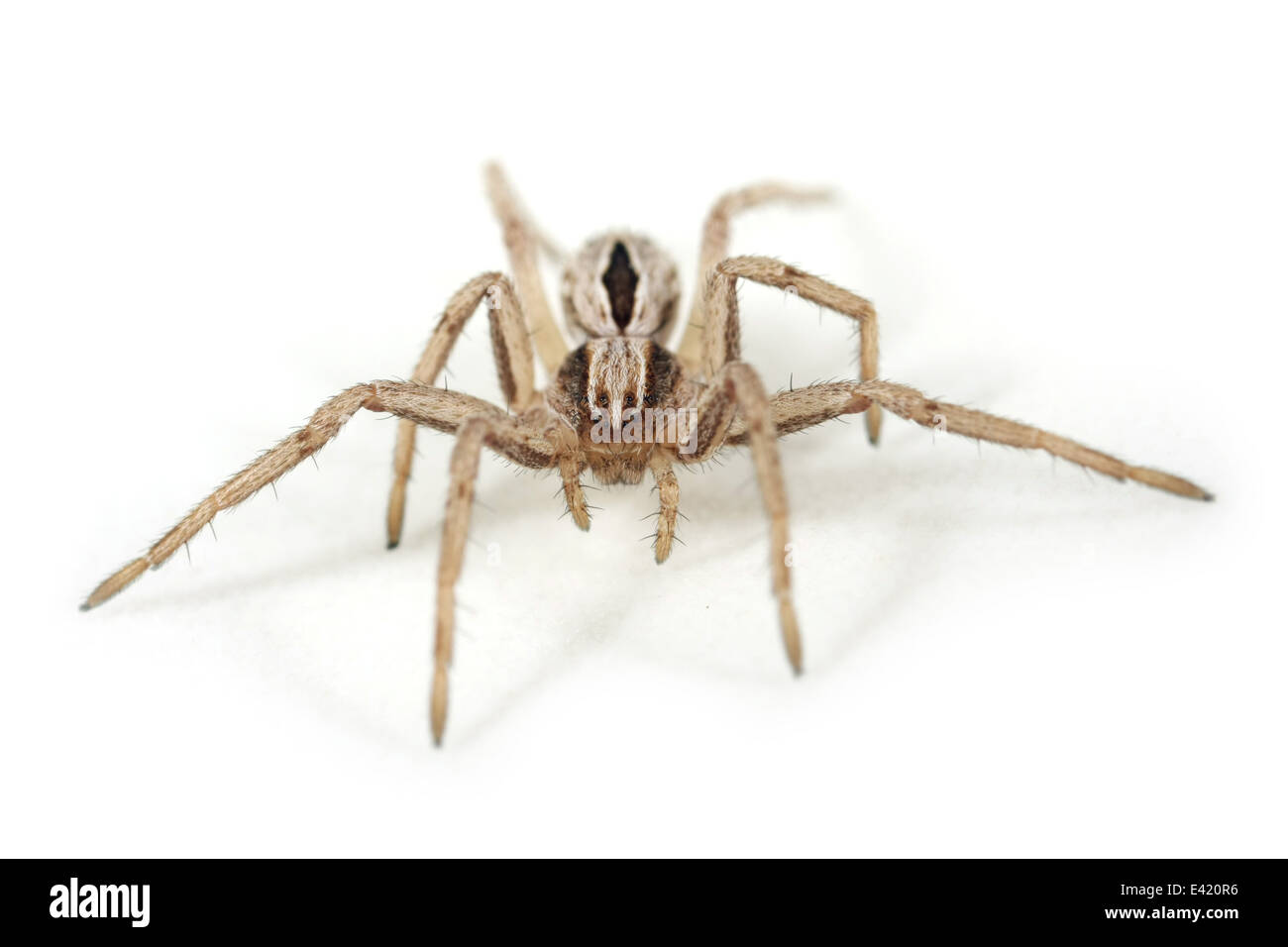 Juvenile Thanatus Formicinus Spinne, Teil der Familie Philodromidae - Running Krabben Spinnen. Isoliert auf weißem Hintergrund. Stockfoto